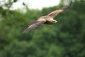 Flying steppe eagle