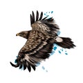 Flying steppe eagle from a splash of watercolor, colored drawing, realistic