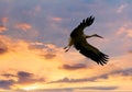 Flying storch in Alsace in France Royalty Free Stock Photo