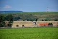 Flying Storch Royalty Free Stock Photo