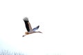Flying Storch Royalty Free Stock Photo