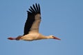 Flying stork Royalty Free Stock Photo