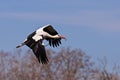 Flying stork Royalty Free Stock Photo