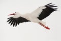 Flying stork Royalty Free Stock Photo