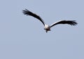 A flying stork