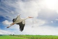 Flying stork on background of green spring field