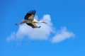 Flying stork on a background of white clouds and blue sky