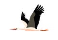 Flying stork bird with black and white feathering, long beak and legs isolated, cartoon vector wildlife animal bird