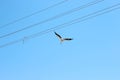 Flying stork bird and wird and blue sky Royalty Free Stock Photo