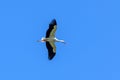 Flying stork on clear blue sky