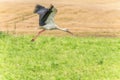 Flying Stork over the the grass. Wheat field in Background Royalty Free Stock Photo