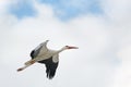 Flying stork in sky