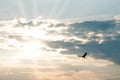 Flying stork at sunset Royalty Free Stock Photo