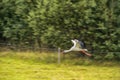 Flying Stork. Tree in Background Royalty Free Stock Photo