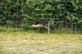 Flying Stork. Tree in Background Royalty Free Stock Photo