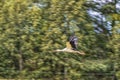 Flying Stork. Tree in Background Royalty Free Stock Photo