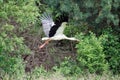 Flying stork, trees on second plan Royalty Free Stock Photo