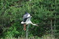 Flying stork, trees on second plan Royalty Free Stock Photo