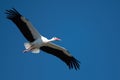 Flying stork under blue sky Royalty Free Stock Photo