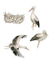 flying storks and nest