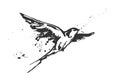 Flying swallow bird