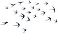 Flying swallow birds silhouettes vector illustration. Migratory martlets bevy isolated on white