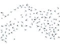 Flying swallow birds silhouettes vector illustration. Migratory martlets bevy isolated on white