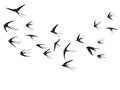 Flying swallow birds silhouettes vector illustration. Migratory martlets flock isolated on white.