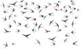 Flying swallow birds silhouettes vector illustration. Migratory martlets flock isolated on white