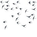 Flying swallow birds silhouettes vector illustration. Migratory martlets group isolated on white Royalty Free Stock Photo