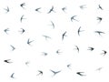 Flying swallow birds silhouettes vector illustration. Migratory martlets group isolated on white. Royalty Free Stock Photo