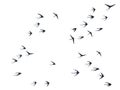 Flying swallow birds silhouettes vector illustration. Migratory martlets group isolated on white. Royalty Free Stock Photo