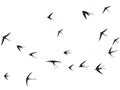 Flying swallow birds silhouettes vector illustration. Migratory martlets group isolated on white Royalty Free Stock Photo