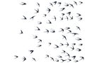 Flying swallow birds silhouettes vector illustration. Migratory martlets school isolated on white.