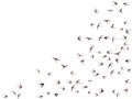 Flying swallow birds silhouettes vector illustration. Migratory martlets school isolated on white. Royalty Free Stock Photo