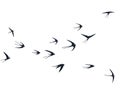 Flying swallow birds silhouettes vector illustration. Nomadic martlets bevy isolated on white.