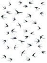 Flying swallow birds silhouettes vector illustration. Nomadic martlets flock isolated