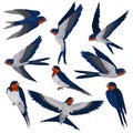 Flying swallow birds in various views set, flock of birds vector Illustration on a white background
