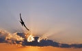 Flying Swallow at Sunset