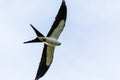 Flying swallow-tailed kite Elanoides forficatus with a Cuban knight anole in its clutches