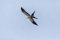 Flying swallow-tailed kite Elanoides forficatus with a Cuban knight anole in its clutches