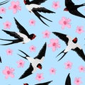 Flying swallows. Bird in flight isolated on a white background. Vector illustration in a flat style. Royalty Free Stock Photo