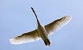 Flying Swan Royalty Free Stock Photo