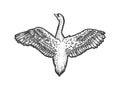 Flying swan bird sketch vector illustration