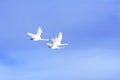 Flying Swan Family Royalty Free Stock Photo