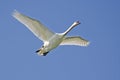 Flying Swan Royalty Free Stock Photo