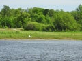 Flying swan and river, Lithuania Royalty Free Stock Photo