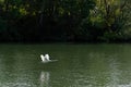 Flying swan and Seine river banks