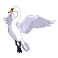 Flying swan. Royalty Free Stock Photo