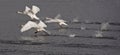 Flying swans Royalty Free Stock Photo